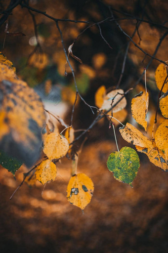 美丽的秋天叶子黄色的桦木特写镜头秋天景观背景秋天摘要背景金桦木秋天自然森林背景设计