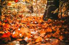 强大的温暖的阳光照亮干金叶子山毛榉橡木枫木覆盖森林土壤早....概念秋天森林温暖的秋天森林背景