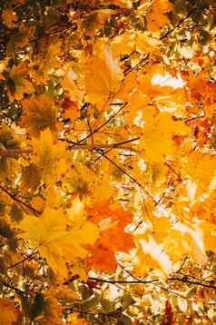 枫木叶子黄色的树分支机构太阳概念温暖的秋天早....背景黄色的叶子森林