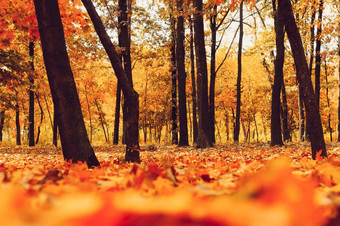 秋天<strong>阳光</strong>明媚的景观路黄色的森林秋天公园树下降秋天叶子地面公园<strong>阳光</strong>明媚的10月一天模板设计