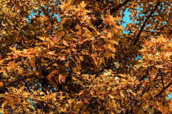 美丽的秋天叶子黄色的橡木特写镜头秋天景观背景秋天摘要背景黄金橡木秋天自然森林背景设计复制空间