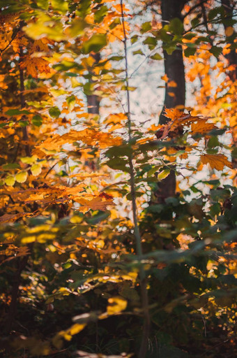 美丽的秋天叶子黄色的橡木特写镜头秋天景观背景秋天摘要背景黄金橡木秋天自然森林背景设计