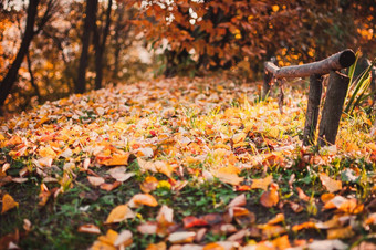 美丽的秋天黄色的叶子地面公园特写镜头秋天景观背景秋天摘要背景黄金橡木秋天自然森林背景设计