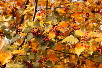 橙色成熟的花束山灰黄色的叶子山灰秋天季节秋天色彩斑斓的红色的罗文分支丰富的哈布秋天季节模板设计复制空间
