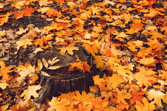 自然视图树桩黄色的枫木叶子秋天森林木树桩秋天叶子森林背景自然美丽的秋天场景模板设计复制空间
