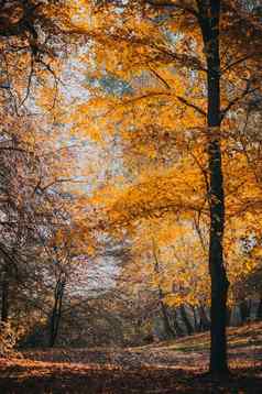 秋天森林景观色彩斑斓的树公园金树地面散落叶子悲观的天空概念发病秋天