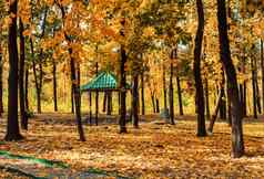 秋天阳光明媚的景观路公园领导露台秋天公园树下降秋天叶子地面公园阳光明媚的10月一天模板设计复制空间
