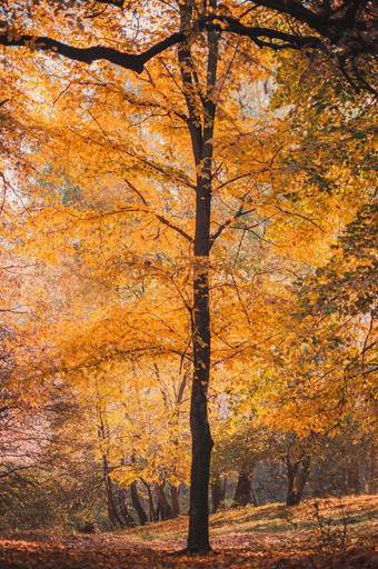 秋天森林景观色彩斑斓的树公园金树地面散落叶子悲观的天空概念发病秋天