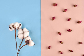 白色花棉花小干摘粉红色的蓝色的背景自然花概念关闭复制空间
