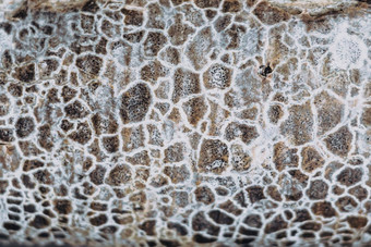 摘要宏特写镜头背景真正的自然美宇宙纹理石头蛇皮肤表面米色灰色的皮神秘的不寻常的点树树皮<strong>模具真菌</strong>独特的模式华丽的颜色