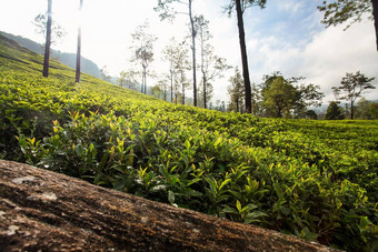 茶花园叶子山茶花中国灌木照亮早....太阳康堤斯里兰卡斯里兰卡