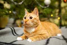 可爱的姜猫有趣的圣诞节树晚上一年的夏娃假期宠物概念短毛猫红色的猫谎言毯子圣诞节树宠物冬天假期首页格子