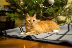 可爱的姜猫有趣的圣诞节树晚上一年的夏娃假期宠物概念短毛猫红色的猫谎言毯子圣诞节树宠物冬天假期首页格子
