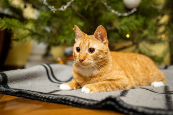 姜猫圣诞节树圣诞节一年概念有趣的宠物自然节日云杉松一年圣诞节夏娃舒适的首页装饰一年庆祝活动