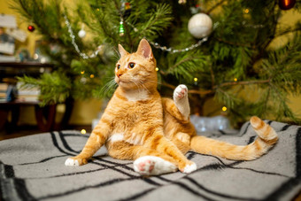 可爱的姜猫有趣的<strong>圣诞节</strong>树晚上一年的夏娃假期<strong>宠物</strong>概念短毛猫红色的猫谎言毯子<strong>圣诞节</strong>树<strong>宠物</strong>冬天假期首页格子