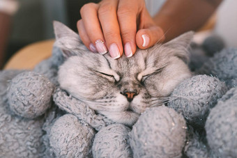 爱动物快乐可爱的灰色猫采取La2温暖的毯子世界宠物一天宠物生活方式