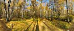 小径公共公园秋天阳光明媚的一天树金叶子绿色草全景公园蓝色的天空味蕾树树干桦树阳光明媚的一天路径森林阳光