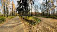 小径公共公园秋天阳光明媚的一天树金叶子绿色草全景公园蓝色的天空味蕾树树干桦树阳光明媚的一天路径森林阳光