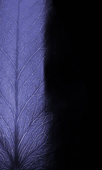 照亮叶植物淡紫色颜色x射线负照片效果仙女