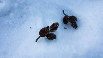 小年龄视锥细胞白色雪冬天