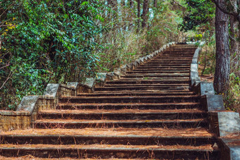 复制空间生活方式自然绿色棕色（的）长高宽楼梯低栏杆松树森林公园古董效果一步象征向上成就路径路线跟踪进步