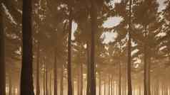 森林烟雾有雾的多雾的气候紧急美丽的视图木景观渲染
