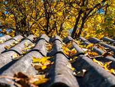 板岩屋顶房子下降秋天黄色的叶子树