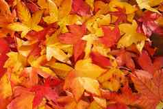明亮的温暖的秋天树叶黄色的颜色地球阳光明媚的天气温暖的秋天一天背景
