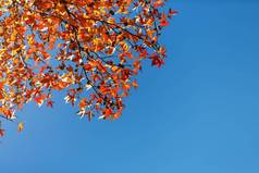 秋天树叶橙色枫木叶子干树叶树软焦点秋天季节自然改变明亮的软阳光