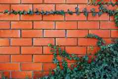 艾薇植物红色的砖墙