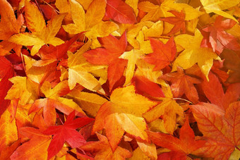 明亮的<strong>温暖</strong>的秋天树叶黄色的颜色地球阳光明媚的天气<strong>温暖</strong>的秋天一天背景