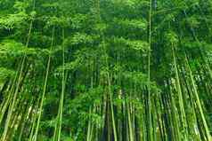 绿色竹子叶子背景材料竹子森林