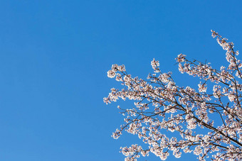 春天白色开花蓝色的天空