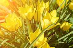 春天复活节背景美丽的黄色的郁金香夏天花背景
