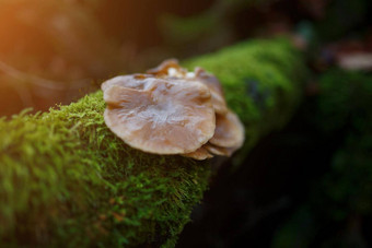 森林蘑菇森林毒菌危险的蘑菇