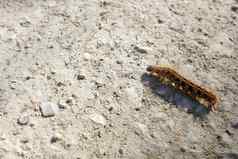 毛毛虫爬行地面非洲mopane蠕虫