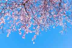 色彩斑斓的场景温柔的樱花开花蓝色的天空