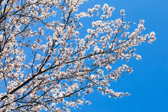 春天白色开花蓝色的天空