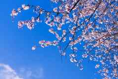色彩斑斓的场景温柔的樱花开花蓝色的天空