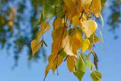 秋天黄色的叶子桦木分支主题季节一年