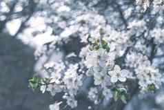 盛开的李子树分支照片冷颜色