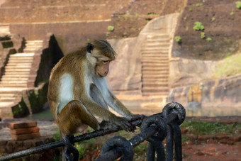 斯里兰卡斯里兰卡壁画狮子岩石可爱的猴子坐着栅栏