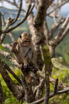 斯里兰卡斯里兰卡可爱的猴子坐着树背景绿色丛林