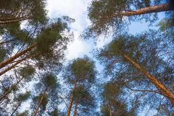 <strong>森林</strong>的角度来看高松树蓝色的天空地面底视图高树常绿<strong>原始森林</strong>自然储备风景优美的视图大高树