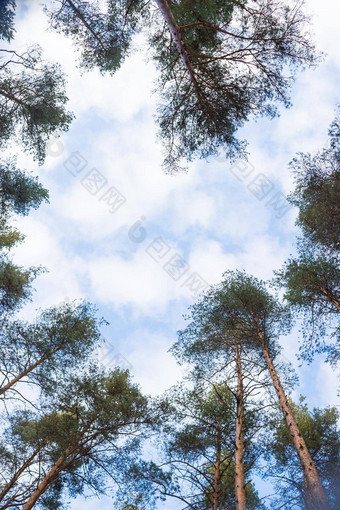 <strong>森林</strong>的角度来看高松树蓝色的天空地面底视图高树常绿<strong>原始森林</strong>自然储备风景优美的视图大高树