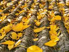 板岩屋顶房子下降秋天黄色的叶子树