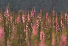 场粉红色的野花绿色草夏天日落
