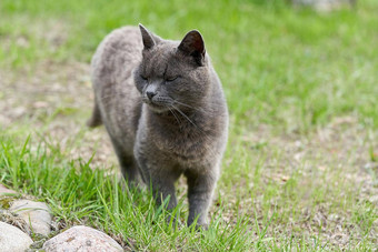 灰色的猫走绿色草夏天一天