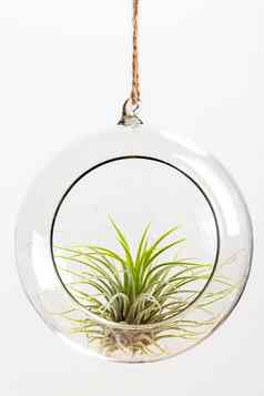 绿色蒂兰西亚ionanthaairplant暂停玻璃玻璃容器白色背景