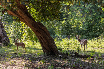 斯里兰卡斯里兰卡古老的城市Polonnaruwa小鹿斑比鹿吃草热带绿色森林清晰的阳光明媚的一天背景树